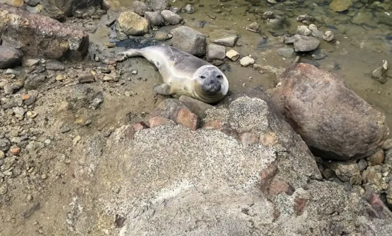Niel, a foca que aterroriza uma pequena cidade da Tasmânia e encanta a internet Niel, a foca que aterroriza uma pequena cidade da Tasmânia e encanta a internet