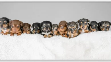 Cachorro Salsicha Dá à Luz Tantos Filhotes que Pode Ser um Recorde Mundial: ‘Ela é Uma Mãe Incrível’