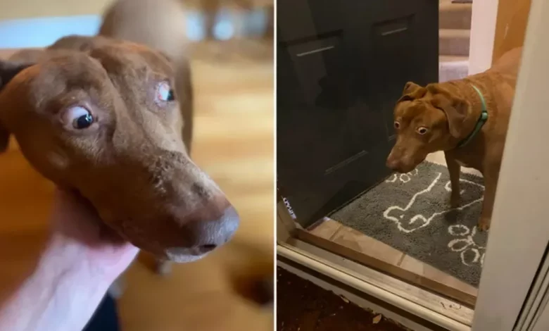 Doce Cachorrinha Nasceu Com Um Defeito Que a Faz Parecer Permanentemente Surpresa Doce Cachorrinha Nasceu Com Um Defeito Que a Faz Parecer Permanentemente Surpresa