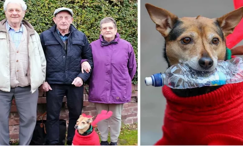 Homem de 80 Anos Se Reencontra com Irmãos Perdidos Graças ao Seu Cachorro Aparecido na TV Homem de 80 Anos Se Reencontra com Irmãos Perdidos Graças ao Seu Cachorro Aparecido na TV