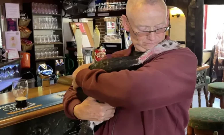 Homem Leva Seu Peru Para Todos os Lugares: Companheiros Inseparáveis Até No Pub e Dormindo Em Casa Homem Leva Seu Peru Para Todos os Lugares: Companheiros Inseparáveis Até No Pub e Dormindo Em Casa