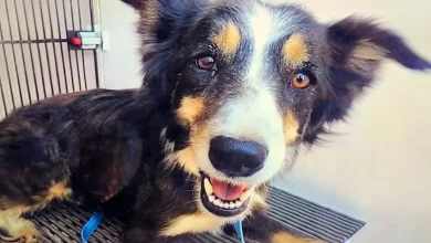 Um Cachorro Resgatado de uma Laje 15 Metros Acima de um Ribeirão no Colorado Estava Desaparecido há Semanas