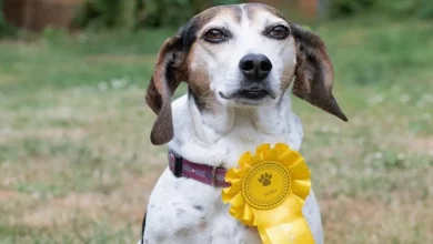 Família Fica Surpresa Quando Seu Cão Escapa—E Retorna Mais Tarde Com uma Faixa de Concurso Canino