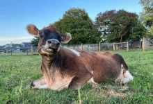 Esta vaca cega não para de se aconchegar com as pessoas que a resgataram de uma fazenda de leite