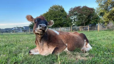 Esta vaca cega não para de se aconchegar com as pessoas que a resgataram de uma fazenda de leite