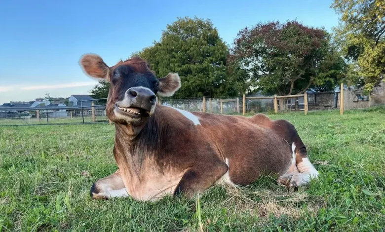 Esta vaca cega não para de se aconchegar com as pessoas que a resgataram de uma fazenda de leite Esta vaca cega não para de se aconchegar com as pessoas que a resgataram de uma fazenda de leite