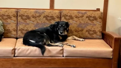 Cão de Rua Foge de Abrigo 3 Vezes para Ficar em um Sofá em uma Casa de Repouso – Agora Ele Chama Esse Lugar de Lar