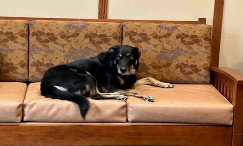 Cão de Rua Foge de Abrigo 3 Vezes para Ficar em um Sofá em uma Casa de Repouso – Agora Ele Chama Esse Lugar de Lar Cão de Rua Foge de Abrigo 3 Vezes para Ficar em um Sofá em uma Casa de Repouso – Agora Ele Chama Esse Lugar de Lar