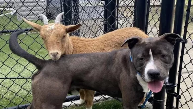 Um Cachorro e uma Cabra São Tão Próximos que o Abrigo Decide Que Só Serão Adotados Juntos