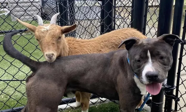 Um Cachorro e uma Cabra São Tão Próximos que o Abrigo Decide Que Só Serão Adotados Juntos Um Cachorro e uma Cabra São Tão Próximos que o Abrigo Decide Que Só Serão Adotados Juntos