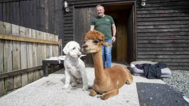 Conheça a Alpaca que Pensa que é um Cachorro e Viaja em um Carro Comprado Especialmente Para Ela