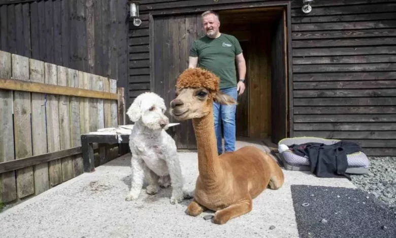 Conheça a Alpaca que Pensa que é um Cachorro e Viaja em um Carro Comprado Especialmente Para Ela Conheça a Alpaca que Pensa que é um Cachorro e Viaja em um Carro Comprado Especialmente Para Ela