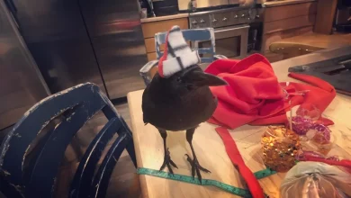 Um Corvo Falante Fazendo Amizade com uma Escola Tem Boca Suja, Mas Ainda é Adorado por Crianças no Oregon