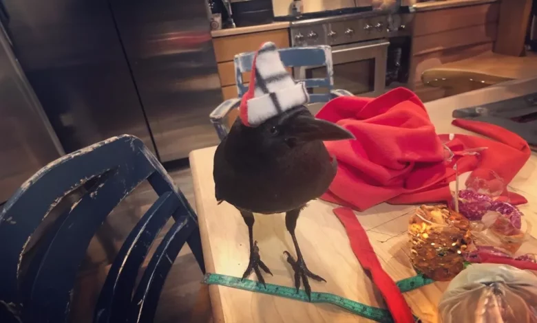 Um Corvo Falante Fazendo Amizade com uma Escola Tem Boca Suja, Mas Ainda é Adorado por Crianças no Oregon Um Corvo Falante Fazendo Amizade com uma Escola Tem Boca Suja, Mas Ainda é Adorado por Crianças no Oregon