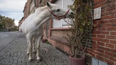 Um Cavalo Passeia Diariamente por Frankfurt e Leva Alegria aos Seus Cidadãos