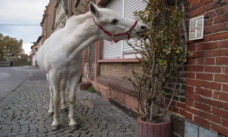 Um Cavalo Passeia Diariamente por Frankfurt e Leva Alegria aos Seus Cidadãos Um Cavalo Passeia Diariamente por Frankfurt e Leva Alegria aos Seus Cidadãos