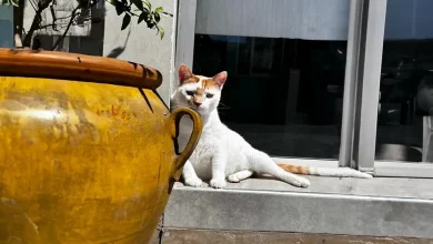 Depois que um veterinário resgatou Rico como um filhote, ele tem retribuído cuidando dos pacientes