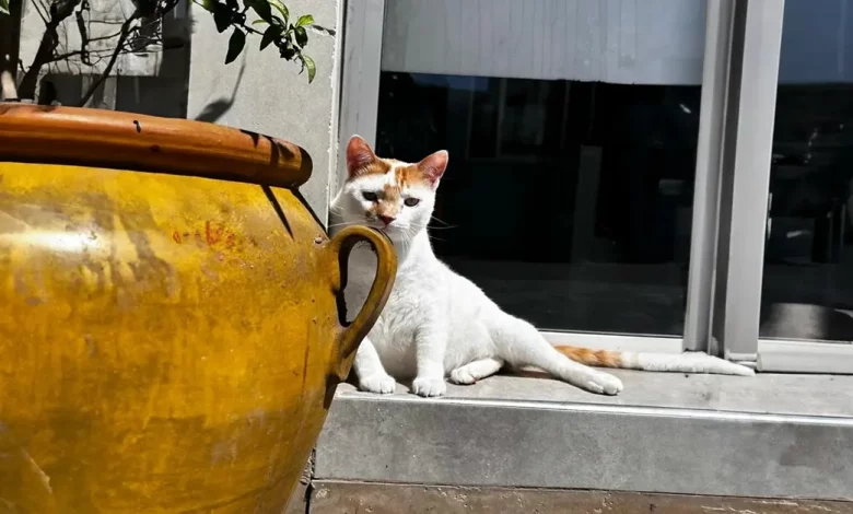 Depois que um veterinário resgatou Rico como um filhote, ele tem retribuído cuidando dos pacientes Depois que um veterinário resgatou Rico como um filhote, ele tem retribuído cuidando dos pacientes