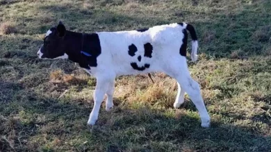 Bezerro Recém-nascido com Manchas de Carinha Sorridente é Chamado de ‘Feliz’ e Irá Pastar numa Fazenda por Toda a Sua Vida