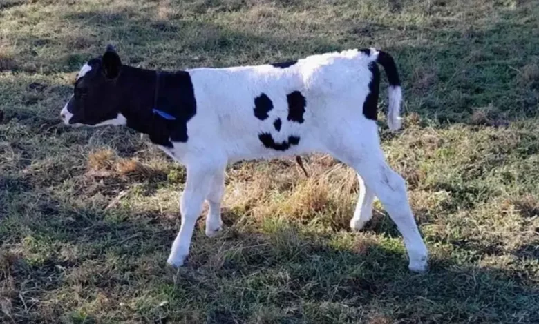 Bezerro Recém-nascido com Manchas de Carinha Sorridente é Chamado de ‘Feliz’ e Irá Pastar numa Fazenda por Toda a Sua Vida Bezerro Recém-nascido com Manchas de Carinha Sorridente é Chamado de ‘Feliz’ e Irá Pastar numa Fazenda por Toda a Sua Vida
