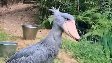 Raro ‘Pássaro Dinossauro’ Pacientemente Aguarda um Par para Povoar a Magnífica Espécie
