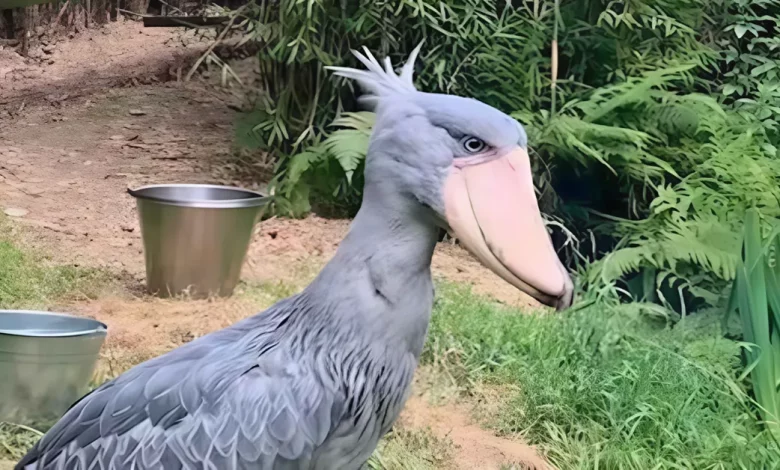 Raro ‘Pássaro Dinossauro’ Pacientemente Aguarda um Par para Povoar a Magnífica Espécie Raro ‘Pássaro Dinossauro’ Pacientemente Aguarda um Par para Povoar a Magnífica Espécie