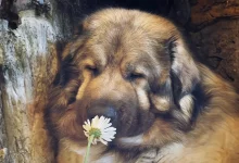 Esta família de Boston compartilha como é viver com um raro cão de guarda que parece um urso