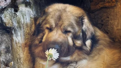 Esta família de Boston compartilha como é viver com um raro cão de guarda que parece um urso