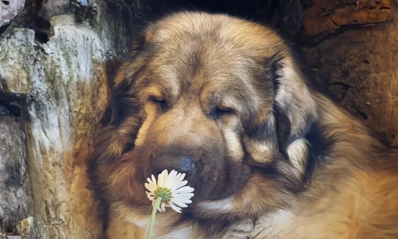 Esta família de Boston compartilha como é viver com um raro cão de guarda que parece um urso Esta família de Boston compartilha como é viver com um raro cão de guarda que parece um urso