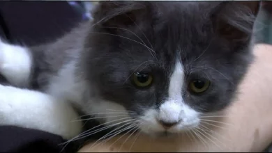 Gato de Rua Encontra uma Nova Vida na Biblioteca Pública – Das Ruas para os Livros