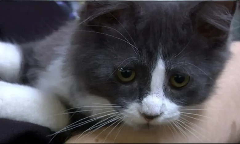 Gato de Rua Encontra uma Nova Vida na Biblioteca Pública – Das Ruas para os Livros Gato de Rua Encontra uma Nova Vida na Biblioteca Pública – Das Ruas para os Livros
