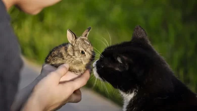 Um Gato e um Coelho Se Unem para Comaternar Suas Ninhadas e Alimentar os Filhotes um do Outro (VEJA)