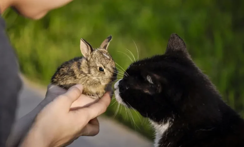 Um Gato e um Coelho Se Unem para Comaternar Suas Ninhadas e Alimentar os Filhotes um do Outro (VEJA) Um Gato e um Coelho Se Unem para Comaternar Suas Ninhadas e Alimentar os Filhotes um do Outro (VEJA)