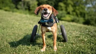 Cão Corajoso Que Perdeu Suas Pernas–Mas Não a Esperança–é Nomeado Herói Canino de 2021