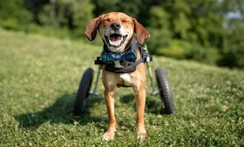 Cão Corajoso Que Perdeu Suas Pernas–Mas Não a Esperança–é Nomeado Herói Canino de 2021 Cão Corajoso Que Perdeu Suas Pernas–Mas Não a Esperança–é Nomeado Herói Canino de 2021