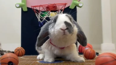 Conheça Bini, o Coelho Que Tem Mais Talento do Que a Maioria de Nós