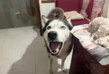 Cachorro late com sotaque italiano para soar igual ao seu dono