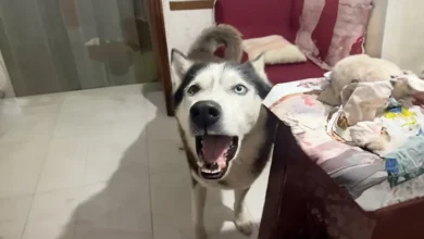 Cachorro late com sotaque italiano para soar igual ao seu dono