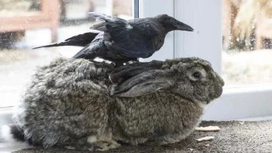 Corvo Acredita Ser um Coelho Após Ser Acolhido Com Perna Quebrada por Casal com Cinco Coelhos