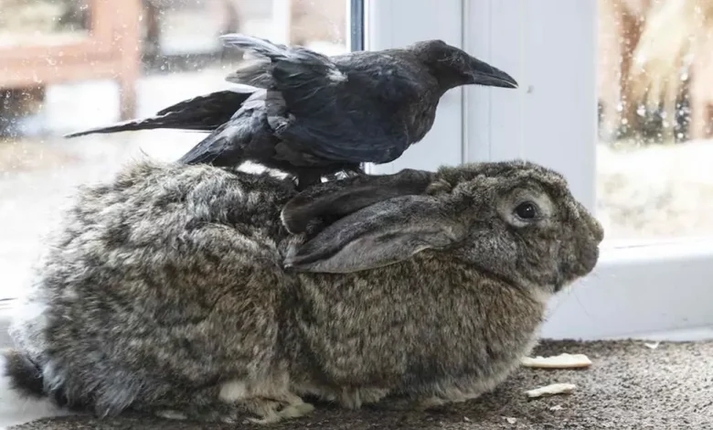 Corvo Acredita Ser um Coelho Após Ser Acolhido Com Perna Quebrada por Casal com Cinco Coelhos Corvo Acredita Ser um Coelho Após Ser Acolhido Com Perna Quebrada por Casal com Cinco Coelhos