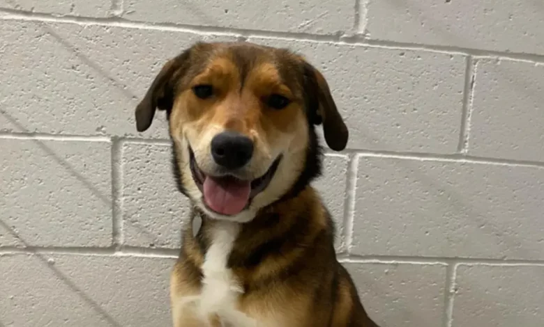 Um Cachorro Perdido por 36 Horas Tocou a Campainha do Abrigo de Animais Um Cachorro Perdido por 36 Horas Tocou a Campainha do Abrigo de Animais