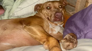 Cão Se Esconde na Casa de um Casal e Se Aninha em sua Cama Durante Tempestade