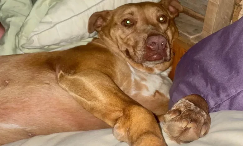Cão Se Esconde na Casa de um Casal e Se Aninha em sua Cama Durante Tempestade Cão Se Esconde na Casa de um Casal e Se Aninha em sua Cama Durante Tempestade
