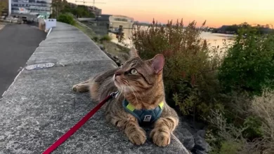 Raro Gato Canadense Possui Polegares Fazendo Suas Patas Parecerem Luvas Fofas