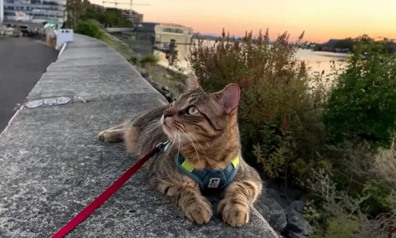 Raro Gato Canadense Possui Polegares Fazendo Suas Patas Parecerem Luvas Fofas Raro Gato Canadense Possui Polegares Fazendo Suas Patas Parecerem Luvas Fofas