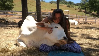 Uma Mulher Acalma Animais Resgatados Cantando para Eles, e Eles Derretem em Seus Braços