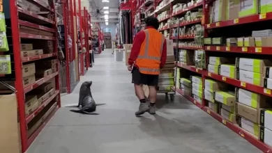 Uma Superdose de Fofura Quando uma Foca Entra em uma Loja de Ferragens na Nova Zelândia