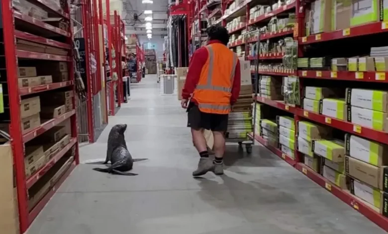 Uma Superdose de Fofura Quando uma Foca Entra em uma Loja de Ferragens na Nova Zelândia Uma Superdose de Fofura Quando uma Foca Entra em uma Loja de Ferragens na Nova Zelândia