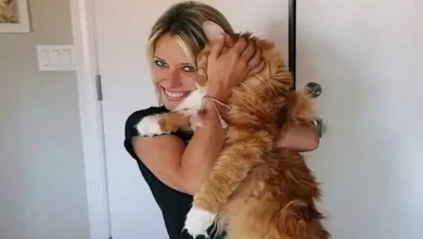 Gato ‘Gentil Gigante’ Cresce Tanto que Agora Mede Mais de 1,3 Metros e É Confundido com Cachorro