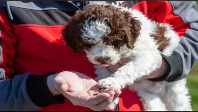 O Novo Cachorrinho da Família é Verdadeiramente de Ouro – Após Desenterrar Moedas Raras no Valor de  mil